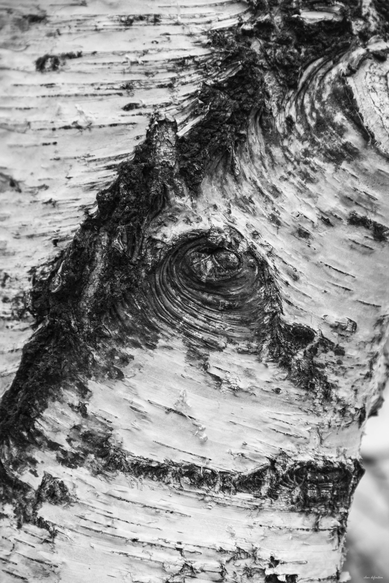 the bark of a tree with white froths of snow