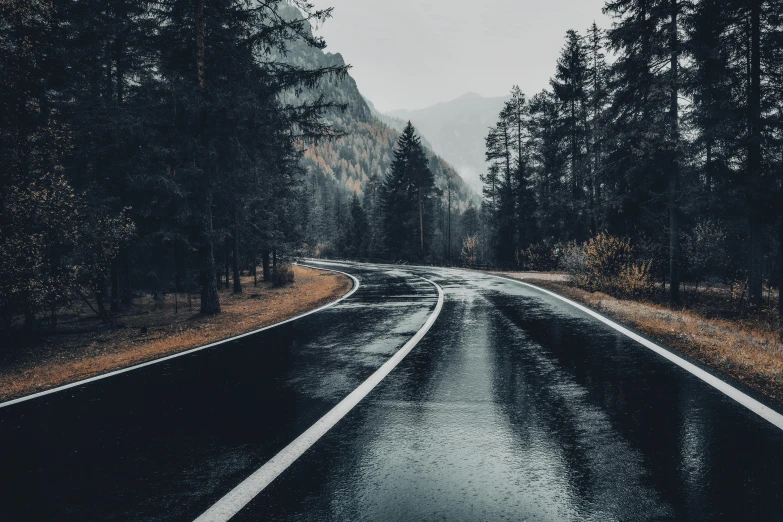 wet road in the middle of the woods