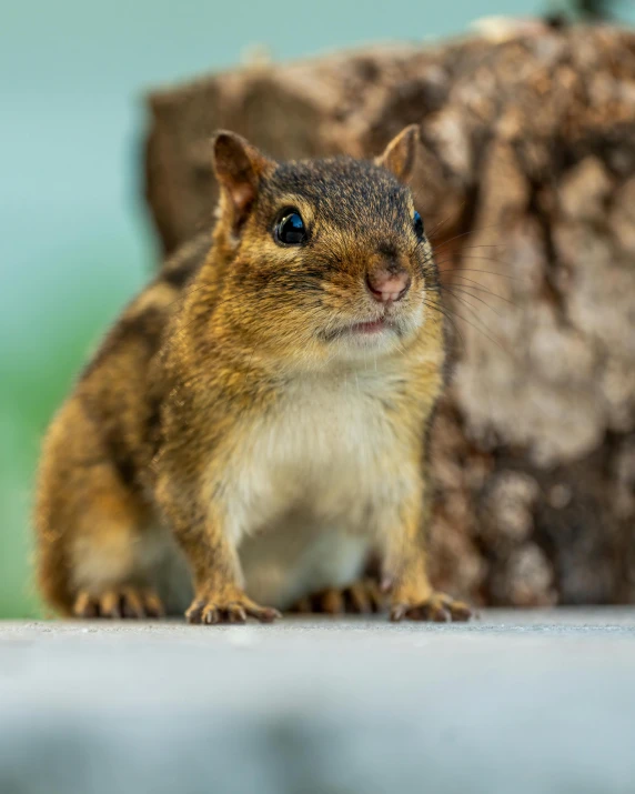 there is a chipper eating out of the bark