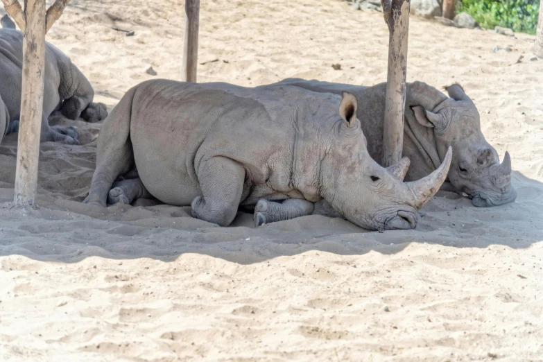 two young rhinoceros, one gray, lie next to each other in the sand