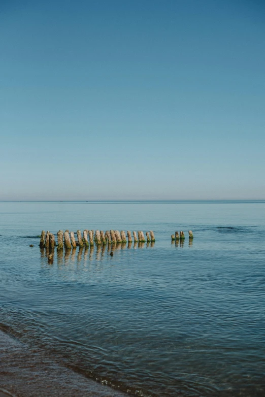 a number of trees sticking out of the water