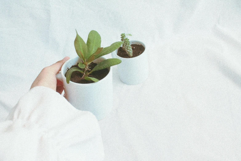 a white woman's hand holding up a plant