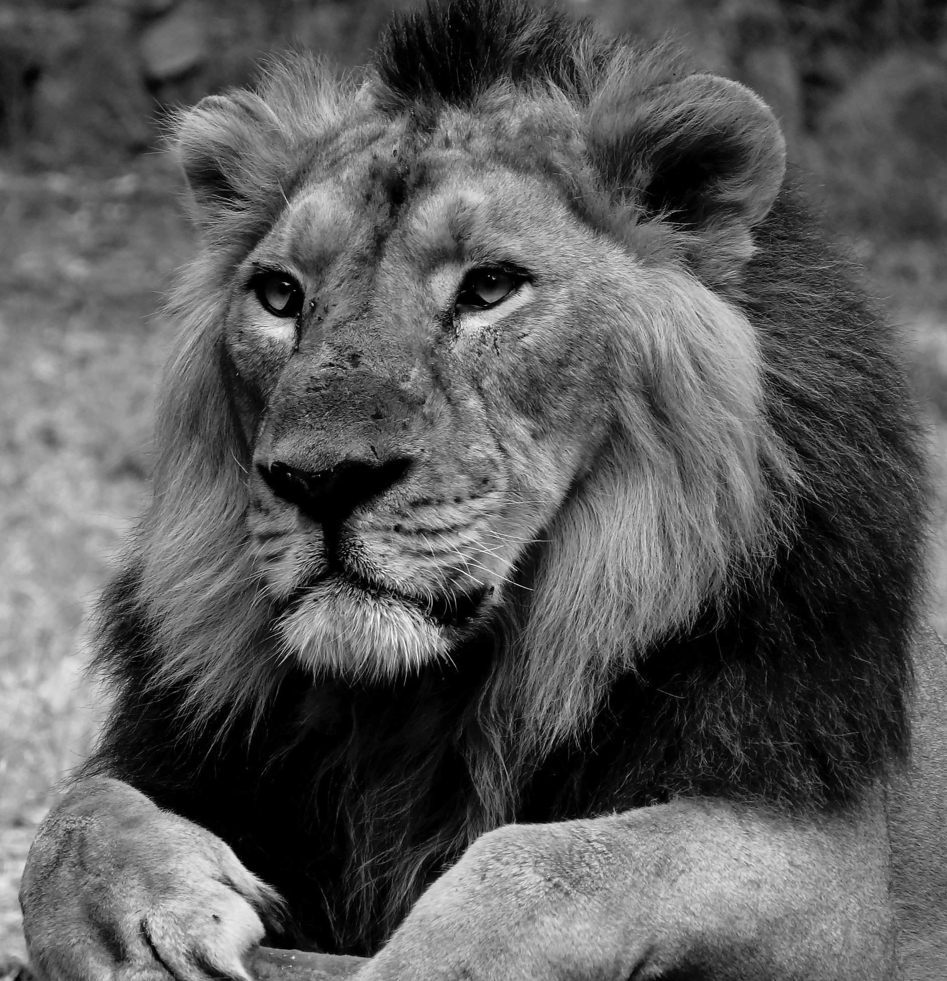 black and white pograph of a lion resting