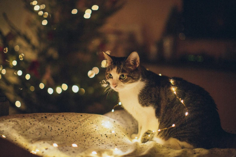 a cat is sitting by the christmas tree