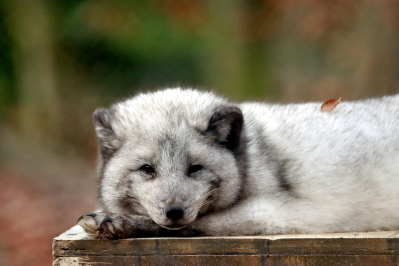 a grey wolf sleeping on a wooden structure