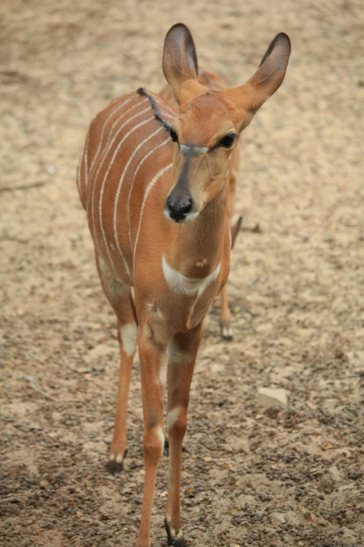 a small gazelle is in the dirt and looks at camera