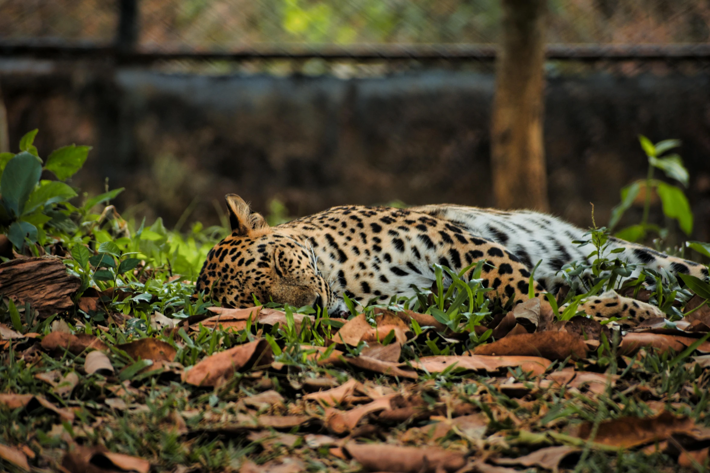 an image of a leopard lying in the leaves