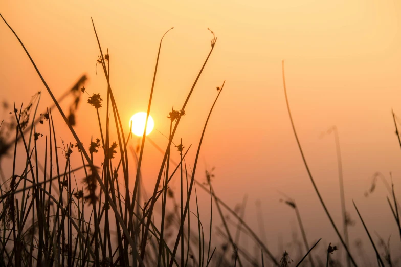 the sun shining behind some tall grasses