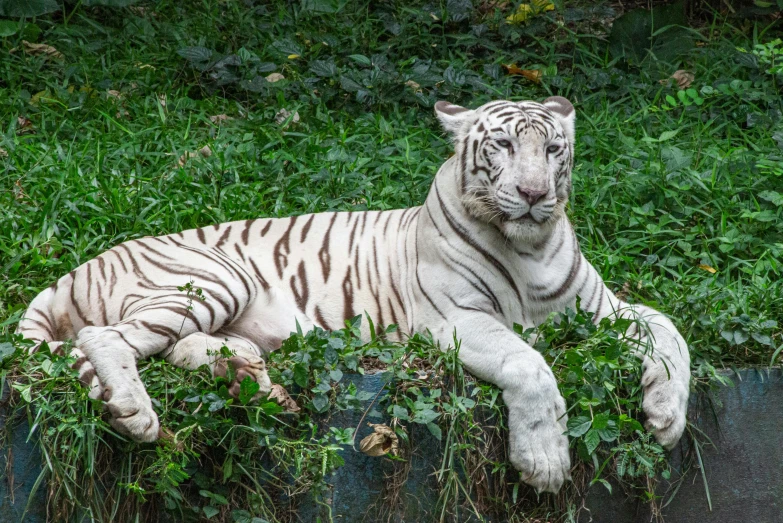 a white tiger resting in a patch of green