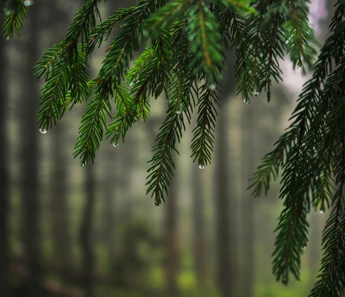 green needles and cones are the top nches in the woods