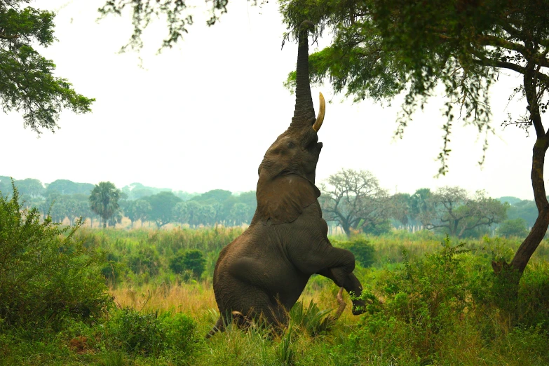 an elephant stretches up for a tree in the wild