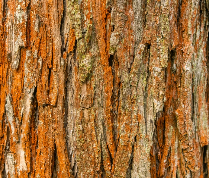 close up of bark on an orange tree