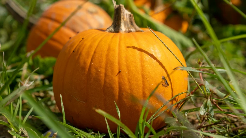 three small pumpkins are sitting in the grass