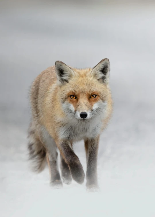 a young red fox trotting along the snow