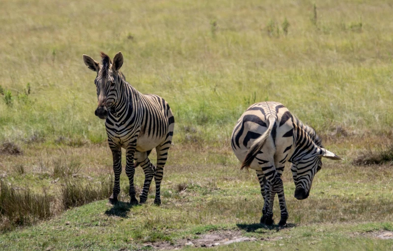 two zes are standing in the tall grass