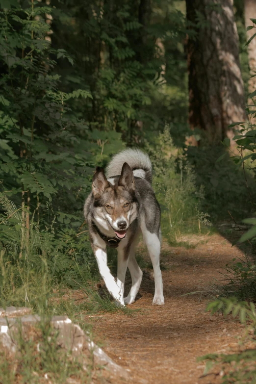 an adult wolf running on a dirt path in the forest