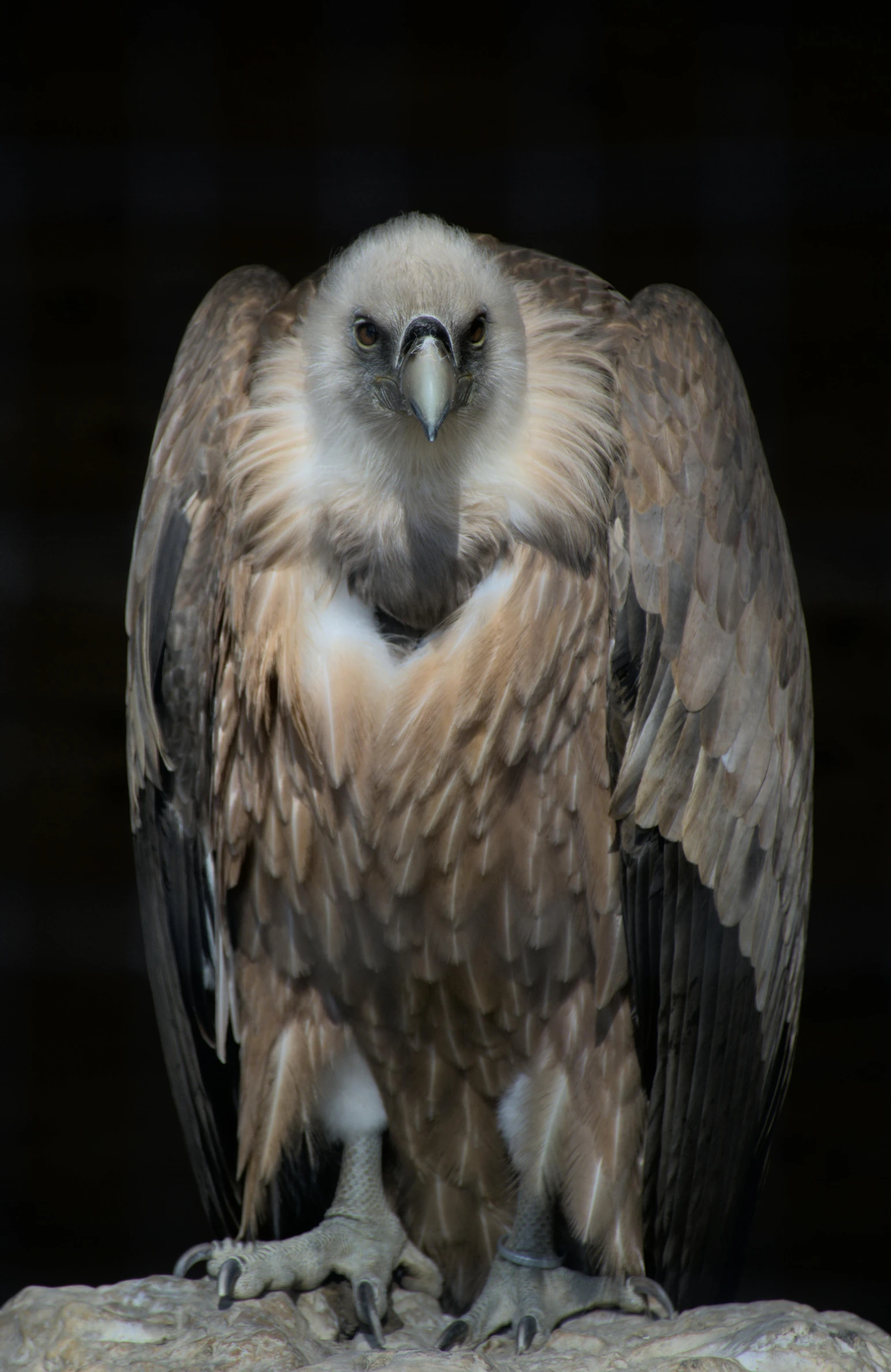 a close up of an owl with a big owl like face