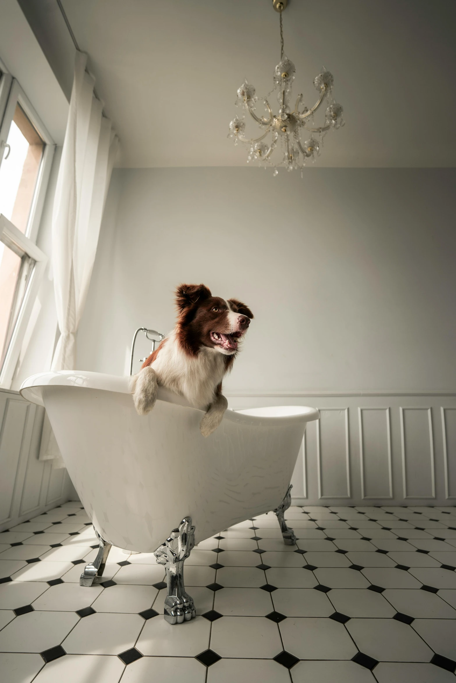 a small dog sitting on top of an old bathtub