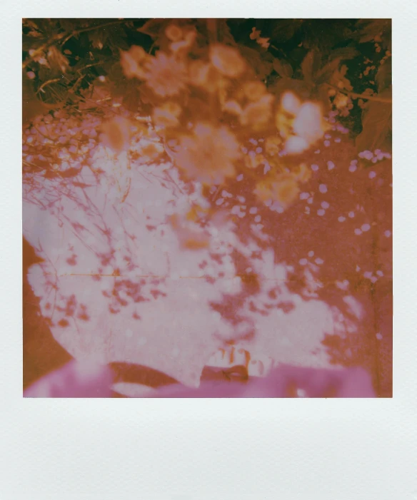 there is a polaroid with trees and buildings in the background