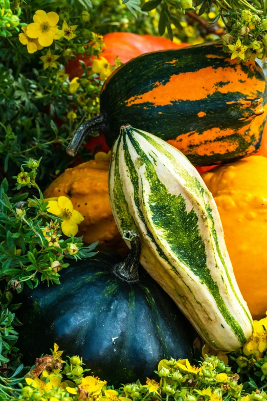 a group of squash sitting next to some flowers