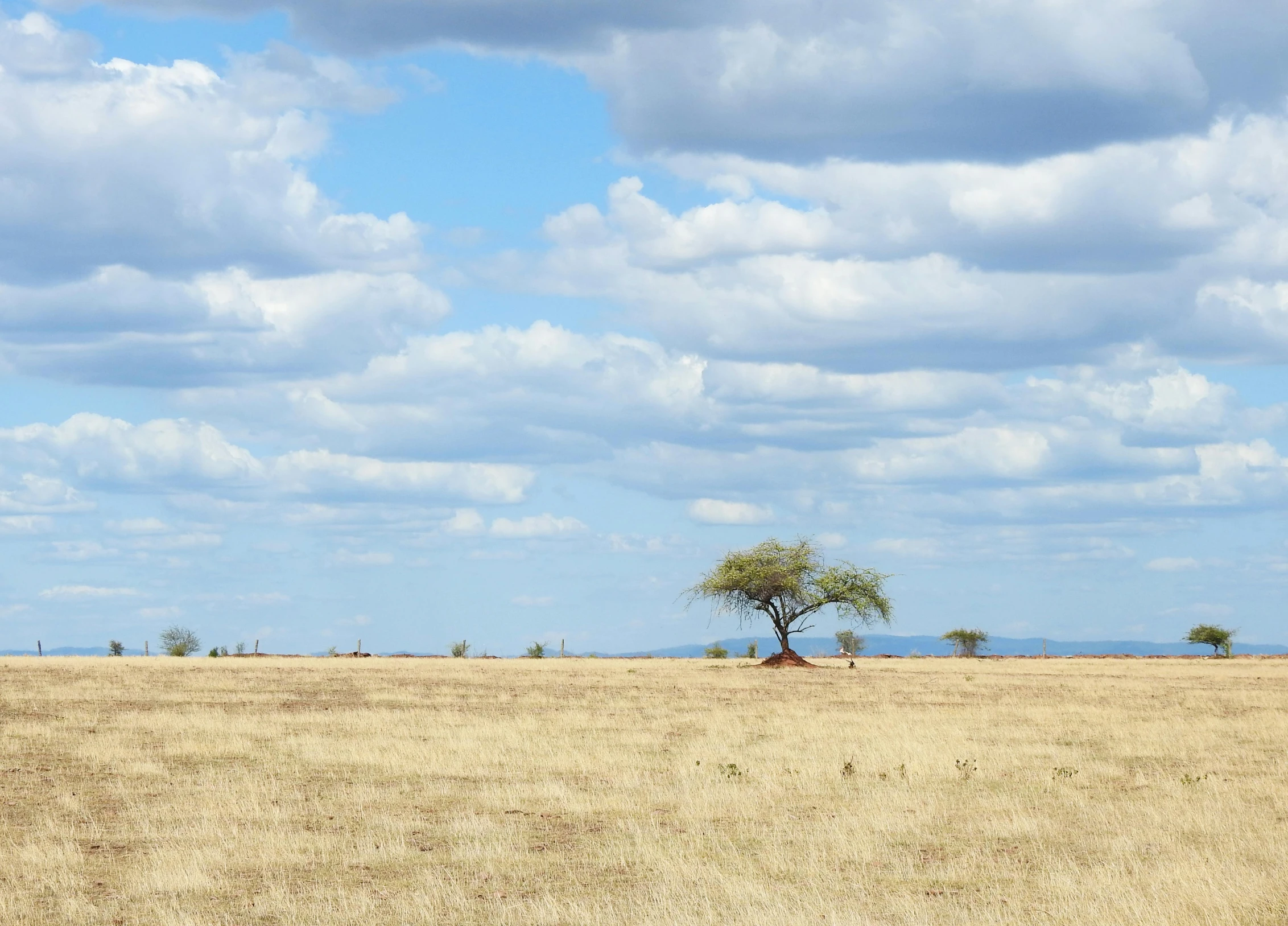 two giraffes in an arid area and one is eating grass