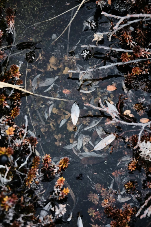 plants and leaves are floating in the water