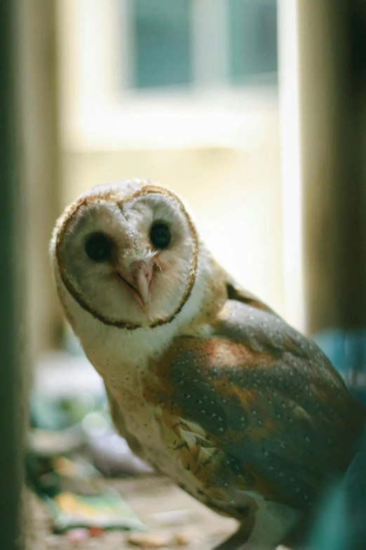 an owl with it's eyes closed and an ear ring on