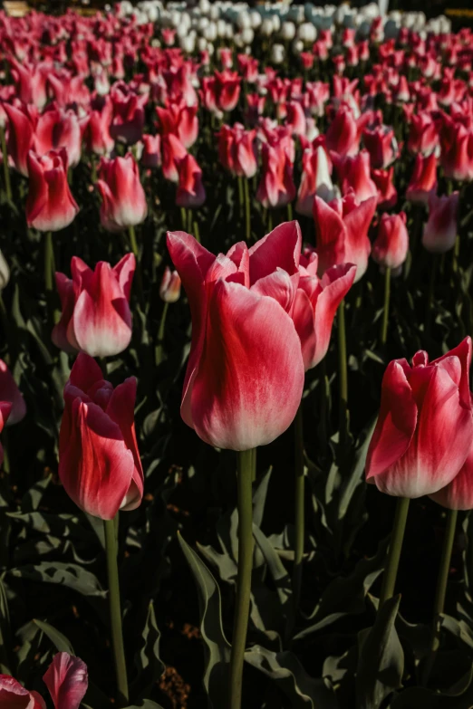 many red flowers growing in a field