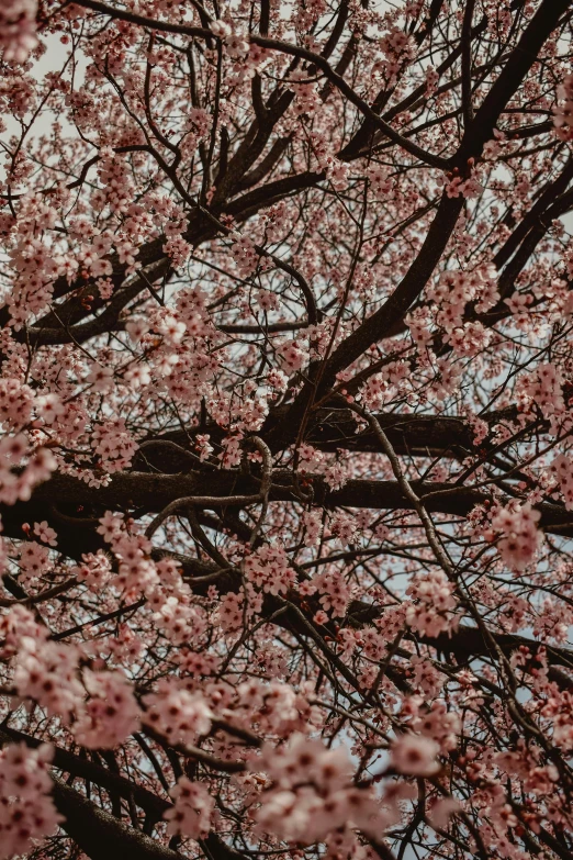 cherry blossoms against the sky are blooming