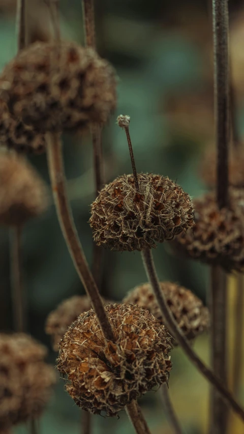 the dried flower heads of alliumum plant