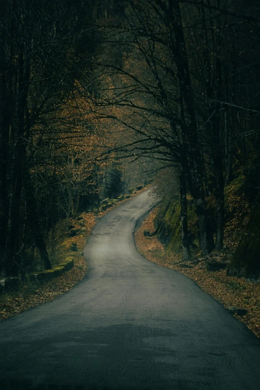 a narrow road in the woods, surrounded by leaves