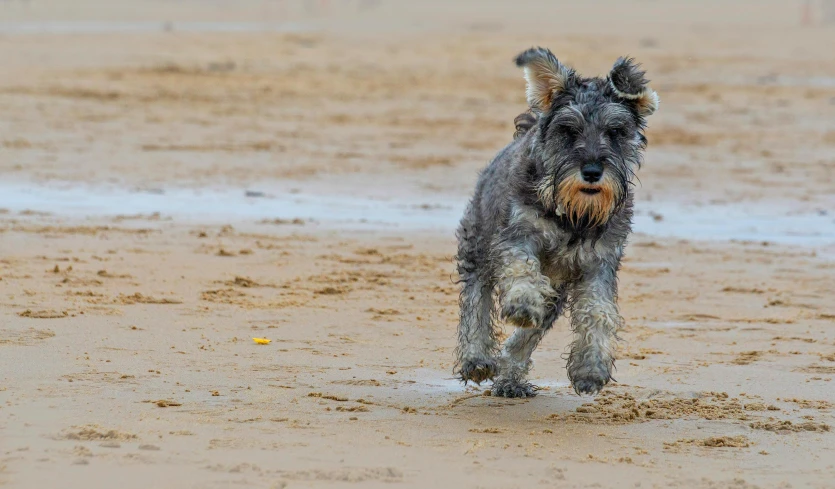 a close up of a dog running on a beach