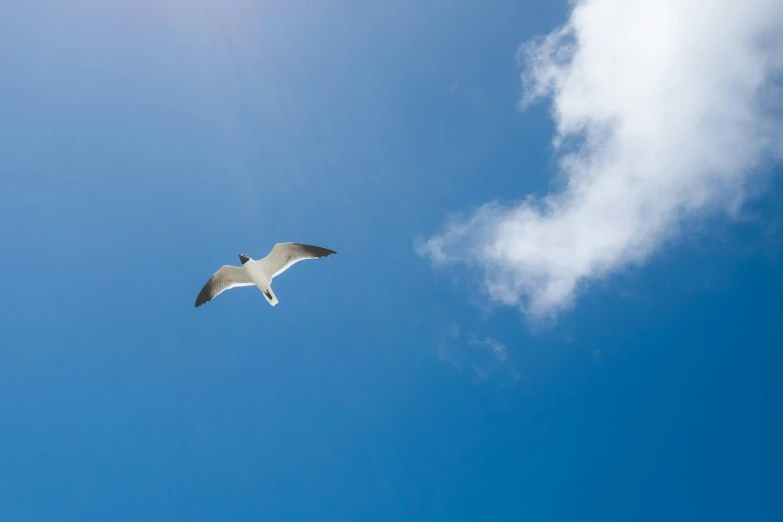 a large bird flying in the clear sky