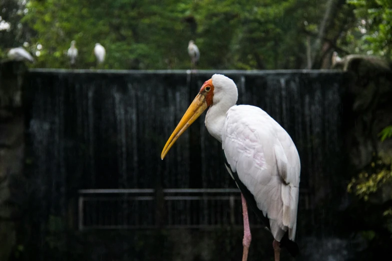 a large bird standing on a rock near a waterfall