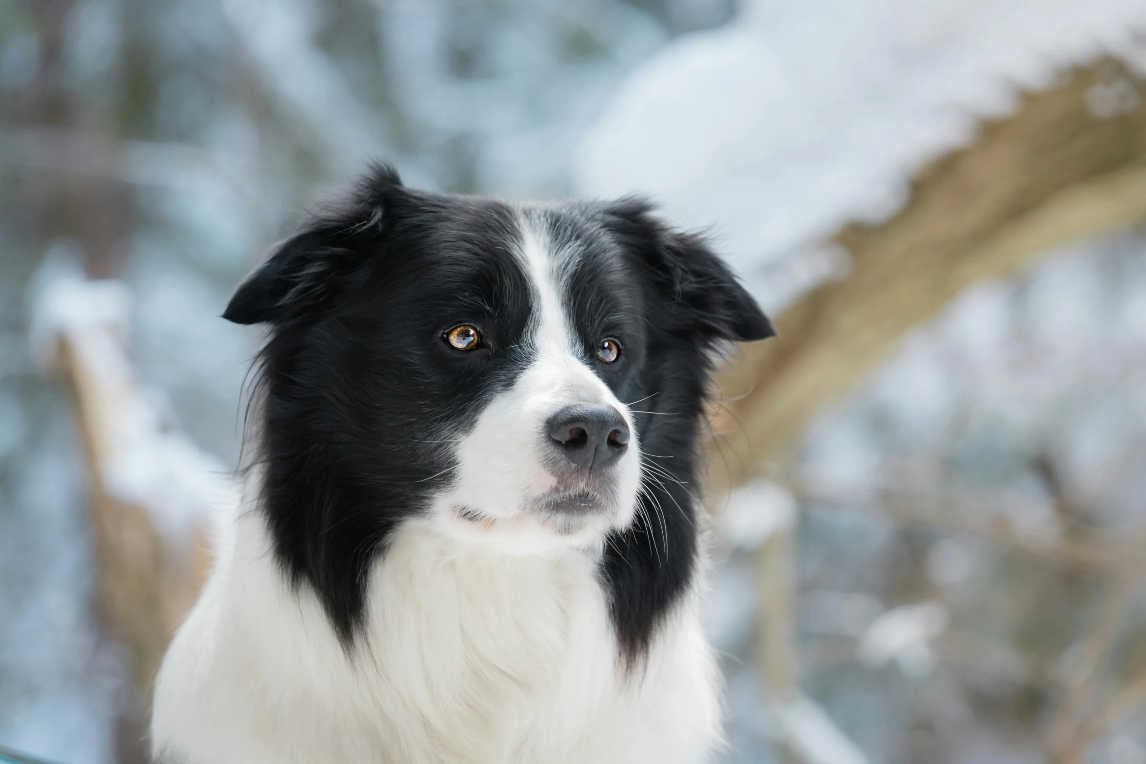 the dog is standing near some snowy trees