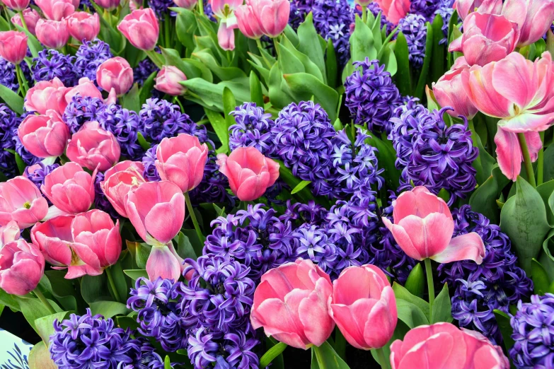 pink and purple tulips blooming among other flowers