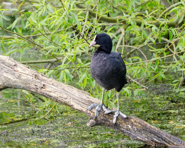 a bird perched on a log in the swamp