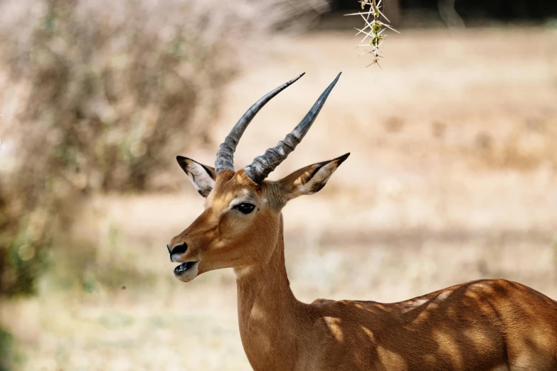 an antelope stands in a field with dry grass