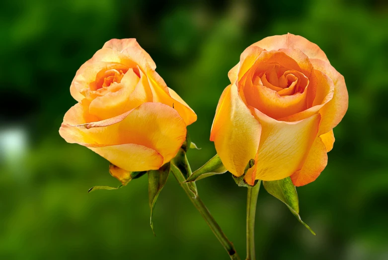 two yellow roses with long petals stand tall