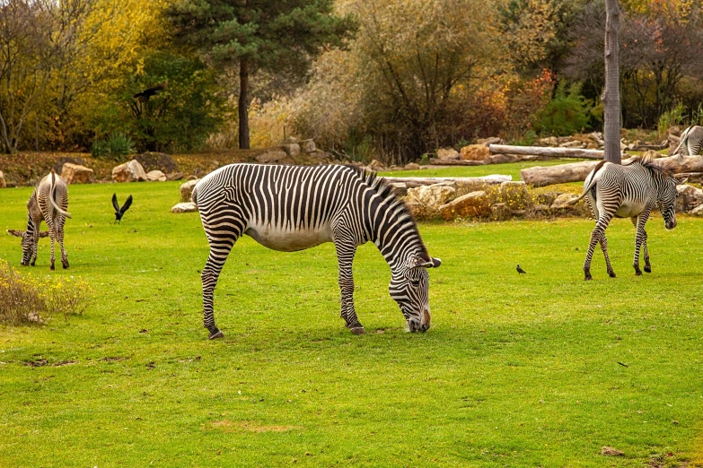 zes in a field grazing on grass