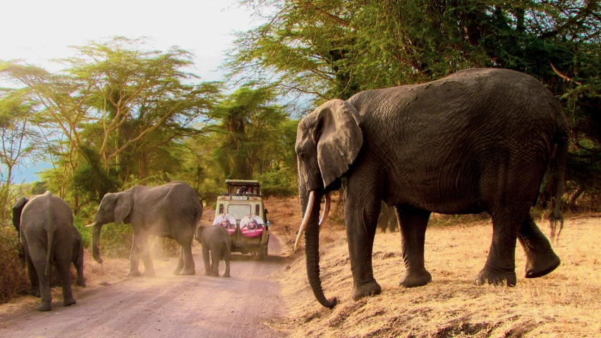 three elephants are crossing a road while people ride on a jeep