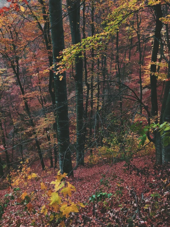 a large group of trees in the fall