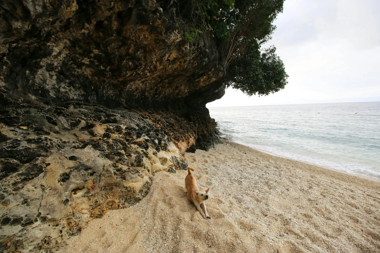 dog on the sand with a tree leaning over