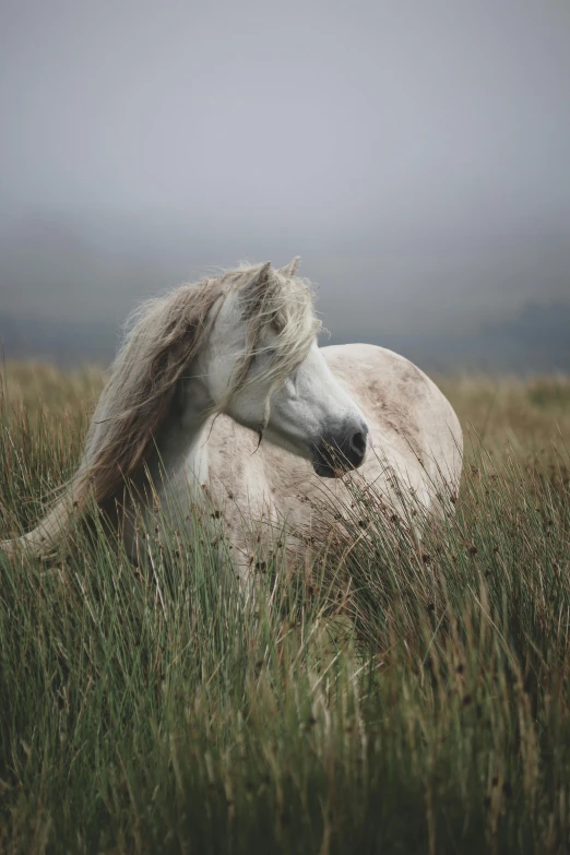 a white horse is laying in the tall grass