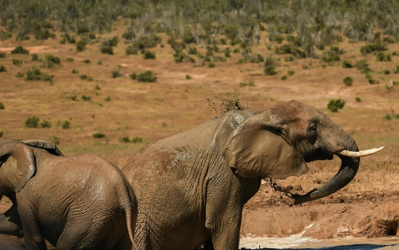 elephants getting ready to fight in the dirt