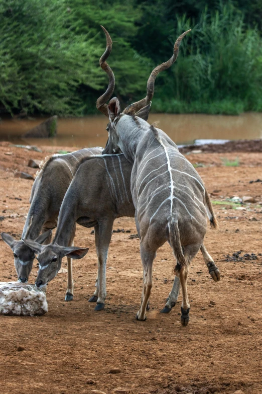 two antelopes standing next to each other with their mouths open