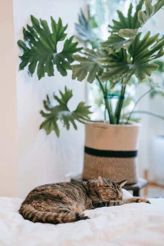 a cat is lying down on the bed with a plant behind it