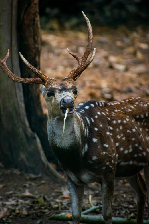 a deer with big antlers is sticking out tongue