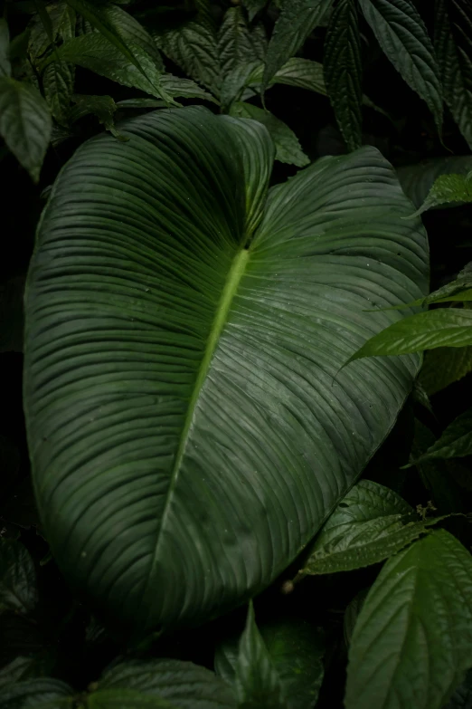 there are leaves surrounding the center of a green area