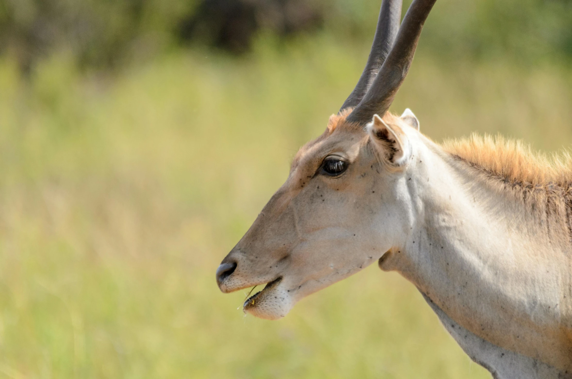 an antelope stands in a field with tall grass